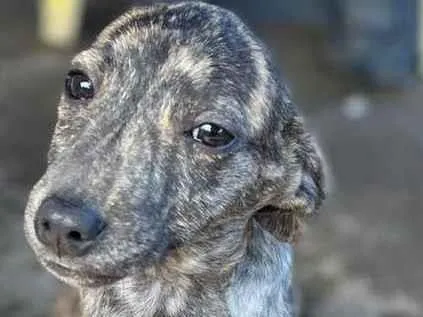 Cachorro ra a srd idade 2 a 6 meses nome Galega Branquinha 