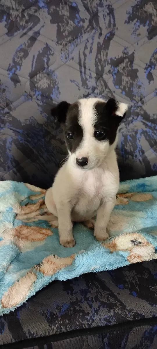 Cachorro ra a SRD idade Abaixo de 2 meses nome :)