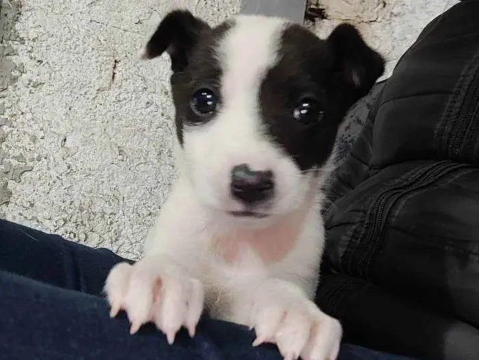Cachorro ra a SRD idade Abaixo de 2 meses nome :)