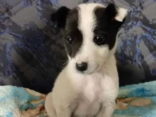 Cachorro ra a SRD idade Abaixo de 2 meses nome :)