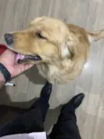 Cachorro raça Golden retriver idade 1 ano nome Hulk