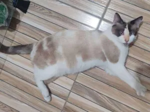 Gato raça  idade 1 ano nome Kinha