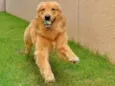 Cachorro raça Golden retriver idade 1 ano nome Hulk