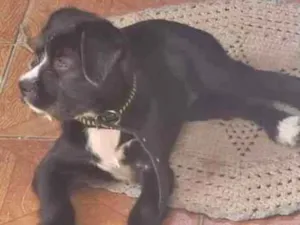 Cachorro raça Srd idade 2 a 6 meses nome Lilly