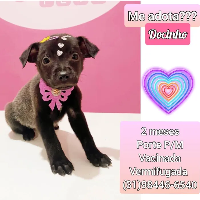 Cachorro raça SRD idade 2 a 6 meses nome Docinho