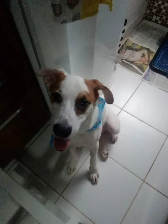 Cachorro ra a Vira lata idade 7 a 11 meses nome Branquelo