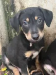 Cachorro raça SRD idade 2 a 6 meses nome Sem Nome