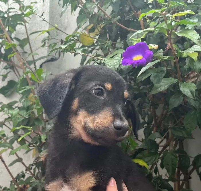 Cachorro raça SRD idade 2 a 6 meses nome Sem Nome