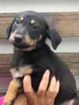 Cachorro raça SRD idade 2 a 6 meses nome Sem Nome