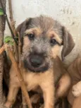 Cachorro raça SRD  idade 2 a 6 meses nome Sem Nome