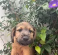 Cachorro raça SRD  idade 2 a 6 meses nome Sem Nome