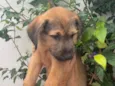 Cachorro raça SRD  idade 2 a 6 meses nome Sem Nome