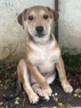 Cachorro raça SRD  idade 2 a 6 meses nome Sem Nome