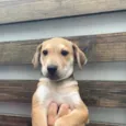 Cachorro raça SRD  idade 2 a 6 meses nome Sem Nome