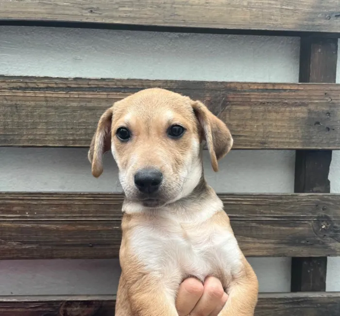 Cachorro raça SRD  idade 2 a 6 meses nome Sem Nome