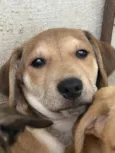 Cachorro raça SRD  idade 2 a 6 meses nome Sem Nome