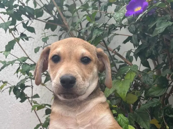 Cachorro raça SRD  idade 2 a 6 meses nome Sem Nome
