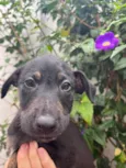 Cachorro raça SRD idade 2 a 6 meses nome Sem Nome