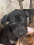 Cachorro raça SRD idade 2 a 6 meses nome Sem Nome