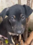 Cachorro raça SRD idade 2 a 6 meses nome Sem Nome