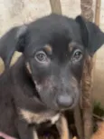 Cachorro raça SRD idade 2 a 6 meses nome Sem Nome