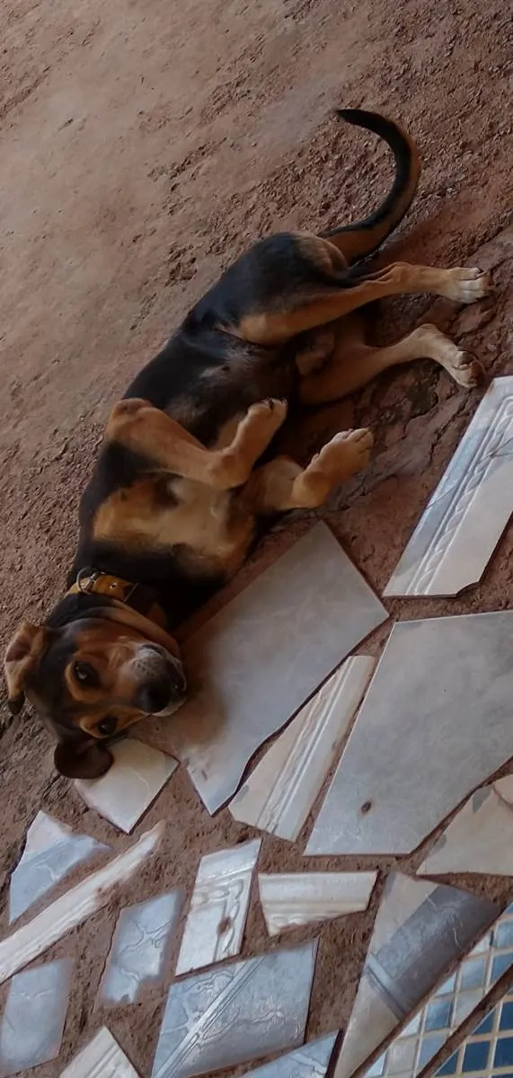 Cachorro ra a Mestiço  idade 6 ou mais anos nome Taison