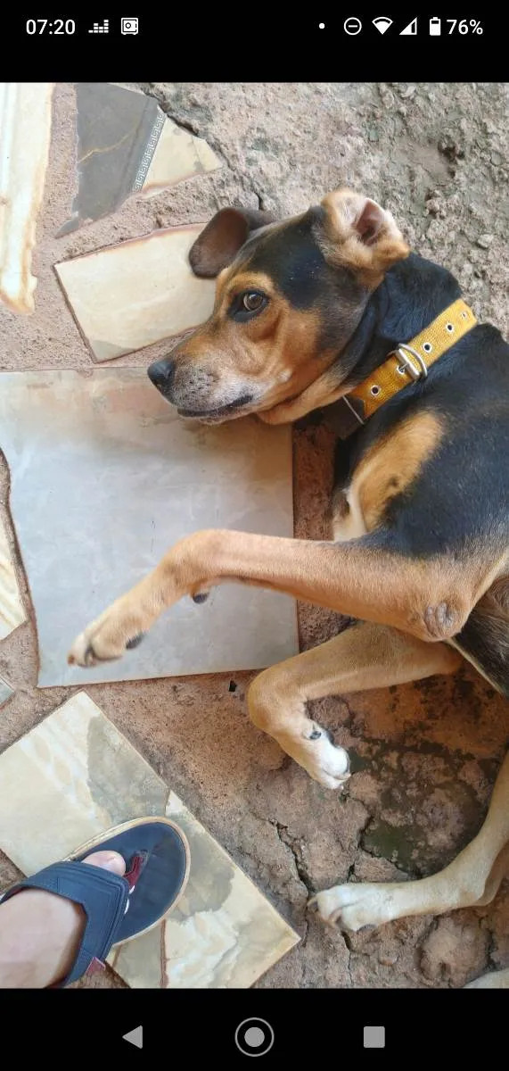 Cachorro ra a Mestiço  idade 6 ou mais anos nome Taison