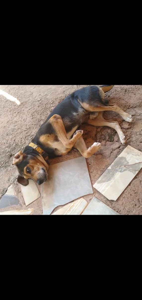 Cachorro ra a Mestiço  idade 6 ou mais anos nome Taison