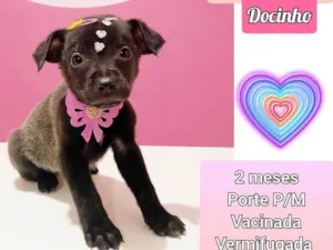 Cachorro raça SRD idade 2 a 6 meses nome Docinho