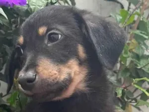 Cachorro raça SRD idade 2 a 6 meses nome Sem Nome