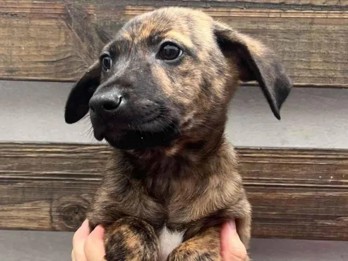 Cachorro raça SRD idade 2 a 6 meses nome Sem Nome
