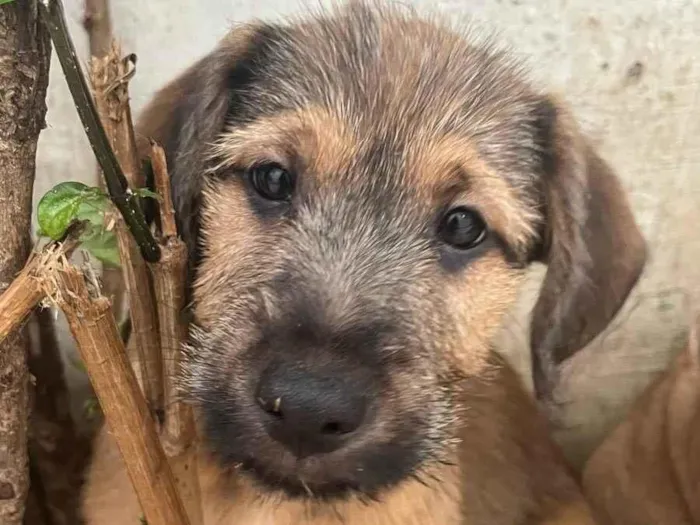 Cachorro raça SRD  idade 2 a 6 meses nome Sem Nome