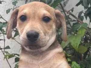Cachorro raça SRD  idade 2 a 6 meses nome Sem Nome