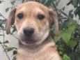 Cachorro raça SRD  idade 2 a 6 meses nome Sem Nome