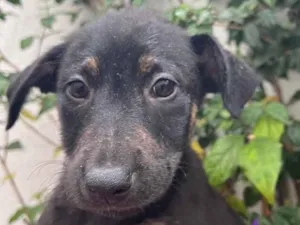 Cachorro raça SRD idade 2 a 6 meses nome Sem Nome