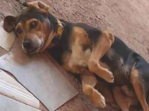 Cachorro raça Mestiço  idade 6 ou mais anos nome Taison