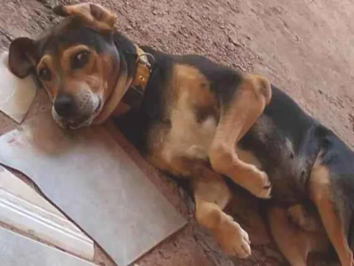 Cachorro ra a Mestiço  idade 6 ou mais anos nome Taison