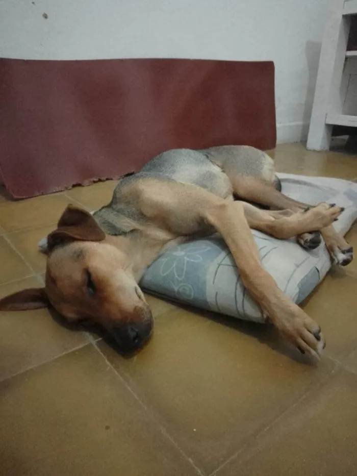 Cachorro ra a VIRA LATA idade 7 a 11 meses nome NALA