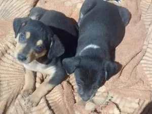 Cachorro raça  idade 2 a 6 meses nome Maila /Mabel /Mailow