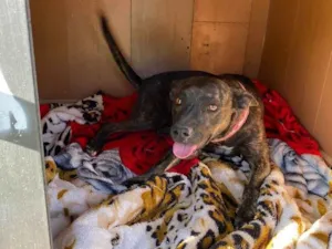 Cachorro raça SRD idade 1 ano nome Medusa 