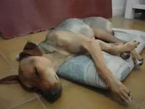 Cachorro raça VIRA LATA idade 7 a 11 meses nome NALA