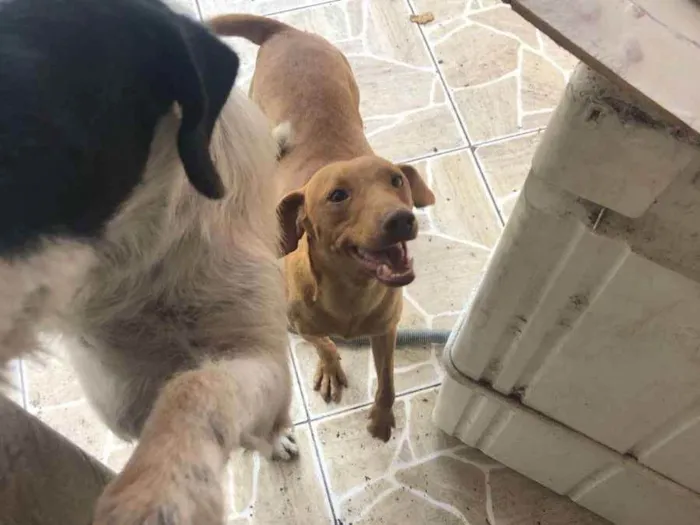 Cachorro ra a s/raça idade 7 a 11 meses nome Caramelo e Floquinho