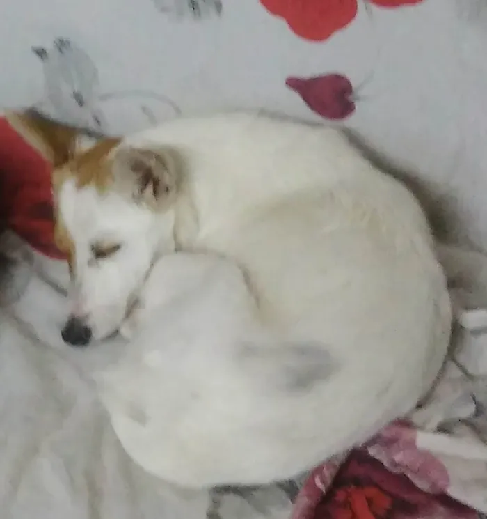 Cachorro ra a Vira lata  idade 2 anos nome Branquinha