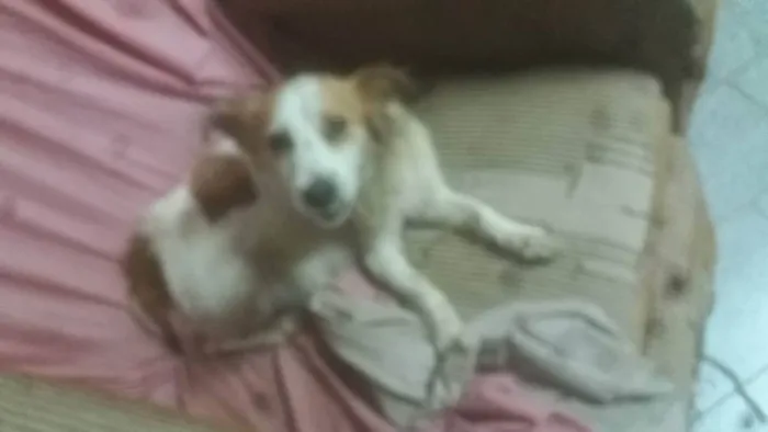 Cachorro ra a Vira lata  idade 2 anos nome Princesa. FÊMEA. 