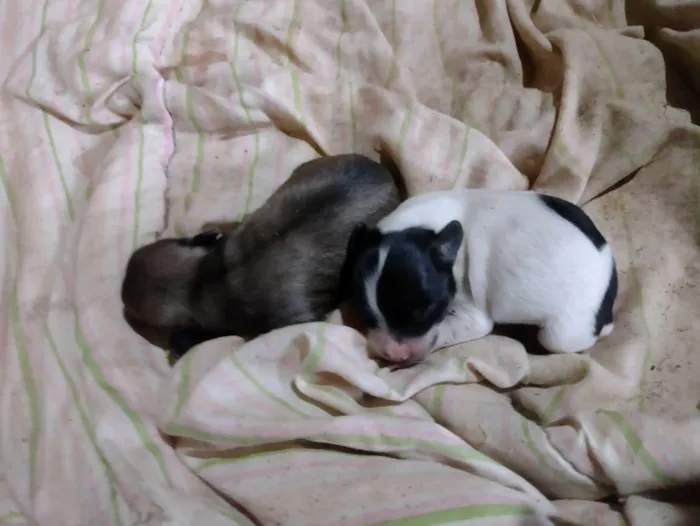 Cachorro ra a Vira lata  idade Abaixo de 2 meses nome Sem nome 