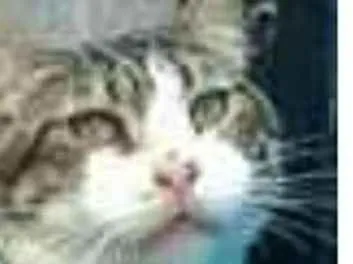 Gato ra a srd idade 4 anos nome RAÍ