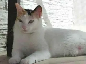 Gato raça srd tricolor idade 7 a 11 meses nome DÁLIA