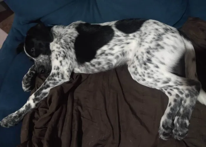 Cachorro ra a Vira lata  idade 1 ano nome Floquinho 