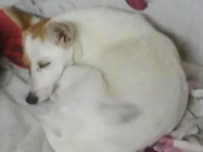 Cachorro raça Vira lata  idade 2 anos nome Branquinha