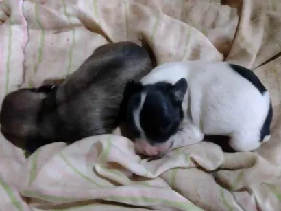 Cachorro raça Vira lata  idade Abaixo de 2 meses nome Sem nome 